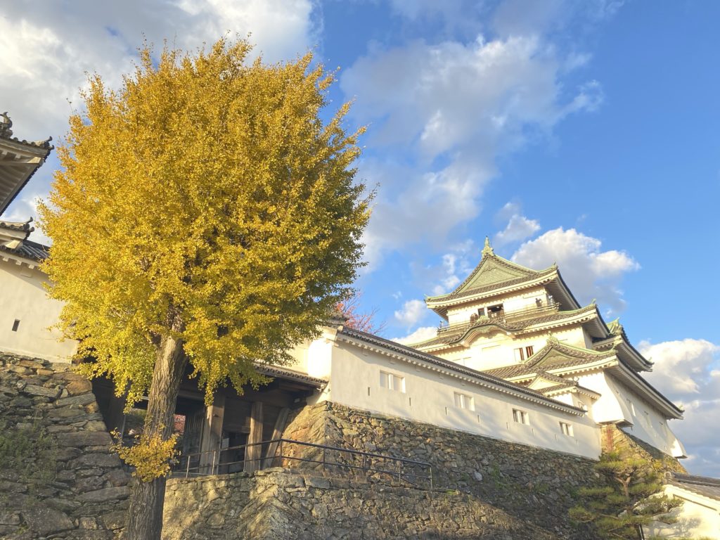 和歌山城と銀杏